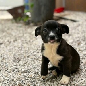 Frieda