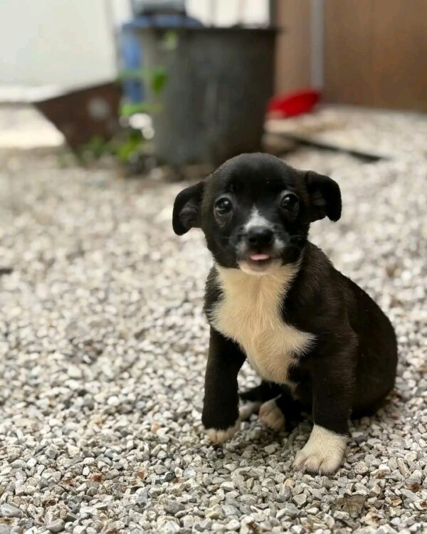 Frieda