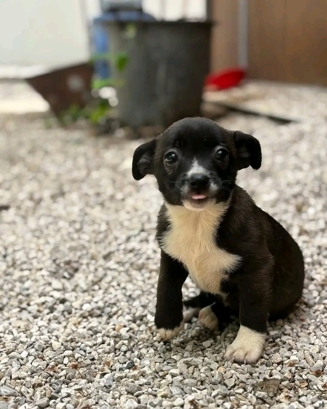 Frieda