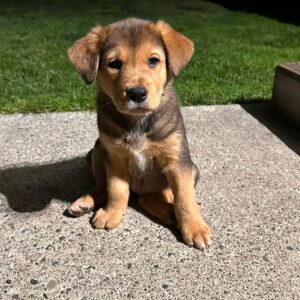 Mocha