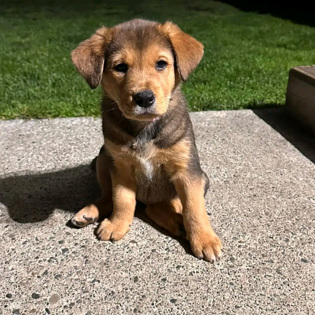 Mocha